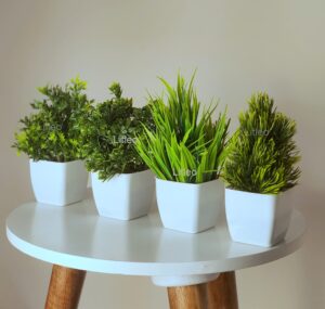 Decorative Plants