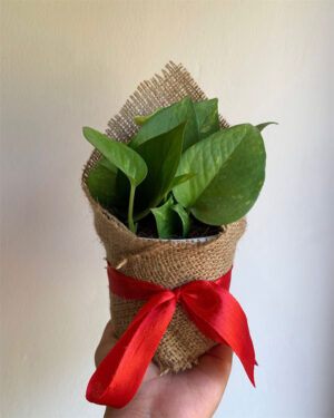 Money Plant WIth Gift Packing
