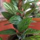 Peru PLant 5 feet Height